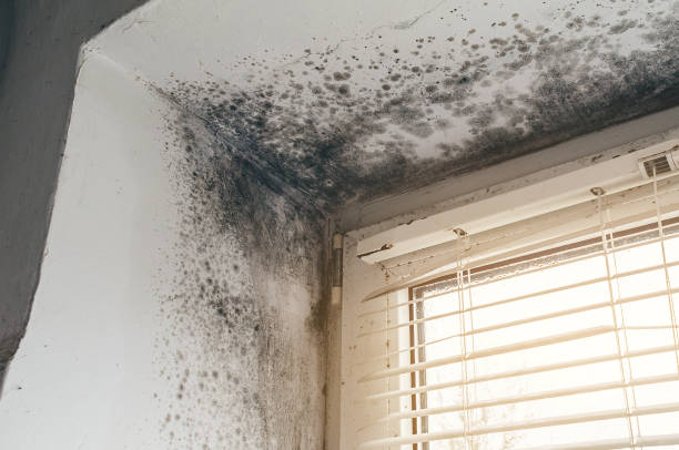 Affordable Basement Mold Removal solutions in Hines, OR