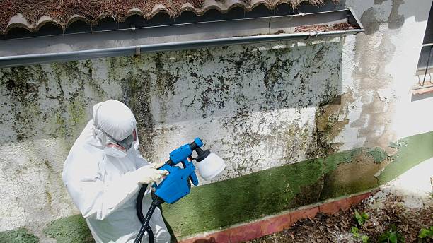 Top rated local Basement Mold Removal specialists in Hines, OR